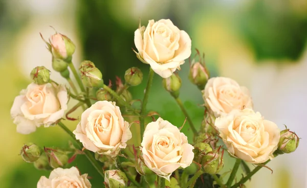 Vackra små rosor på grön bakgrund — Stockfoto