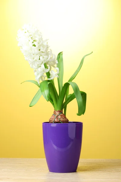 stock image Beautiful white hyacinth in purple flowerpot on wooden table on yellow background