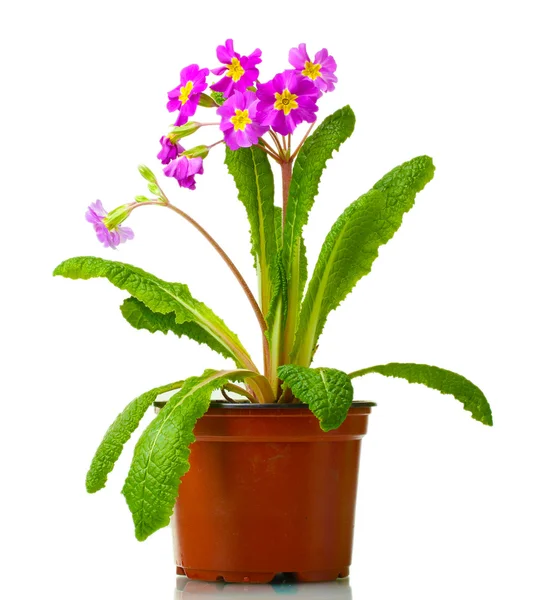 Beautiful purple primrose in a flowerpot isolated on white — Stock Photo, Image