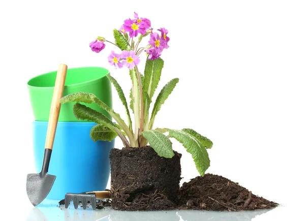 아름 다운 보라색 앵 초, 토양 및 흰색 절연 도구 — 스톡 사진