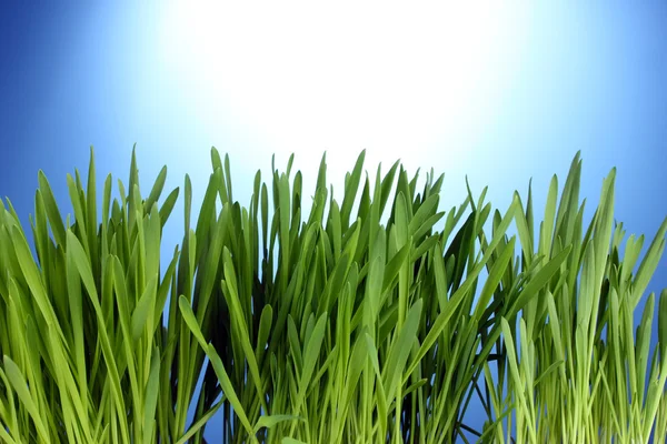 Schönes grünes Gras auf blauem Hintergrund — Stockfoto