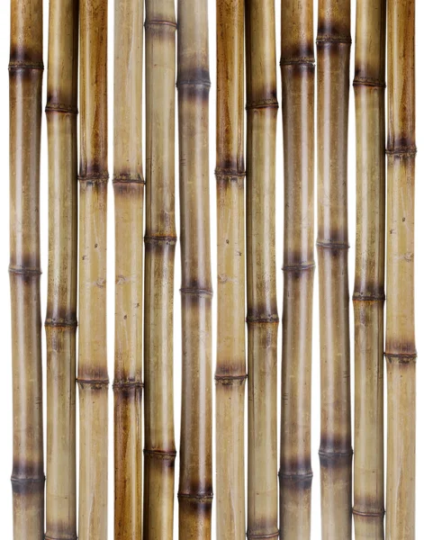 Droge bamboestokken geïsoleerd op wit — Stockfoto