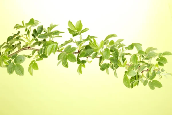 Υποκατάστημα με πράσινα φύλλα σε πράσινο φόντο — Φωτογραφία Αρχείου