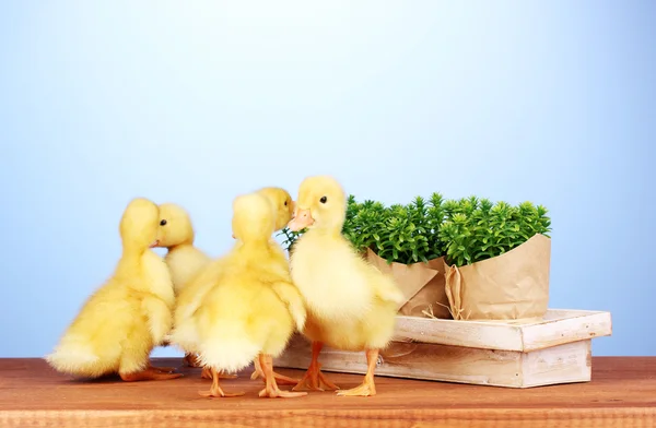 Duckling and bush on wooden table on blue background — Stock Photo, Image