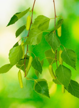 Green birch leaves on green background clipart