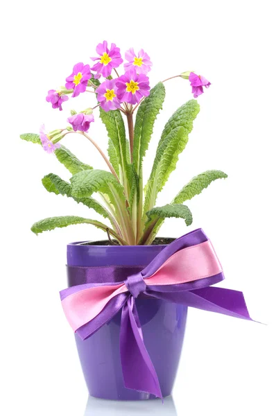 孤立在白色花盆里的美丽紫色月见草 — 图库照片