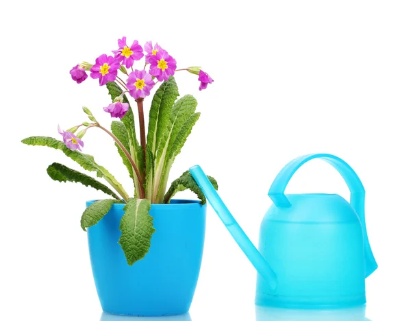 Beautiful purple primrose in a flowerpot and watering can isolated on white — Stock Photo, Image