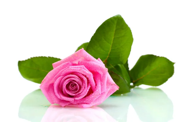 Gyönyörű rózsaszín rózsa elszigetelt fehér — Stock Fotó