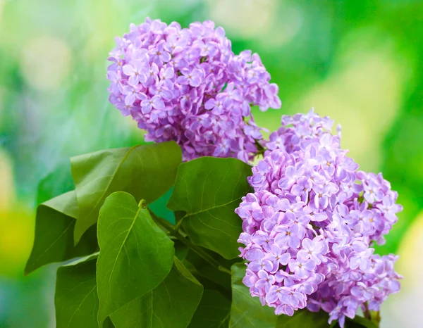 美丽的淡紫色花朵绿色背景 — 图库照片