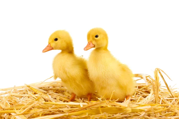 Two duckling on straw isolated on white — Stock Photo, Image
