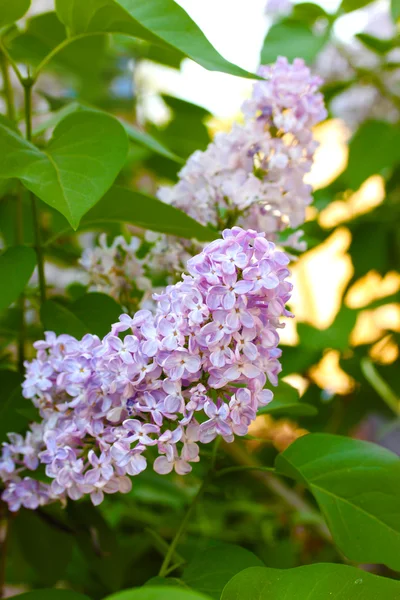Schöne fliederfarbene Blumen im Garten — Stockfoto