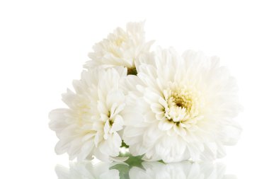 White chrysanthemums flowers isolated on white clipart