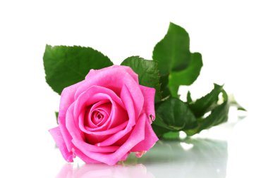 Pink rose isolated on white clipart