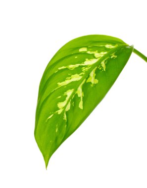 Beautiful Dieffenbachia leaf isolated on white clipart