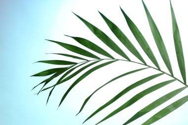 mavi arka plan güzel palmiye yaprağı