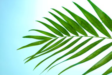 mavi arka plan güzel palmiye yaprağı
