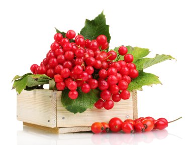 Kartopu ahşap kutu ve üzerinde beyaz izole briar kırmızı meyveler