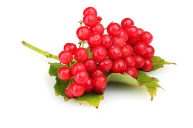 Red berries of viburnum with leaf isolated on white clipart
