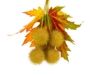 Balls of maple seeds and autumn leaves isolated on white clipart