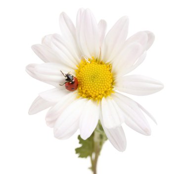 Ladybud sitting on chamomile flower isolated on white clipart