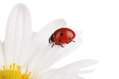 papatya çiçeği üzerinde beyaz izole oturan ladybud