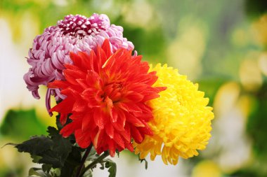Colorful autumn chrysanthemums in the garden clipart