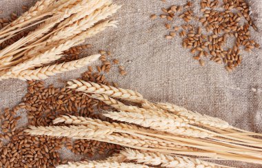 buğday ve buğday-çuval bezi closeup kulaklara