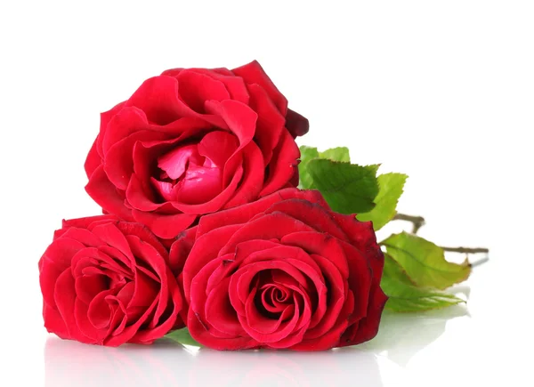 Όμορφη ανθοδέσμη των κόκκινων τριαντάφυλλων που απομονώνονται σε λευκό — Φωτογραφία Αρχείου