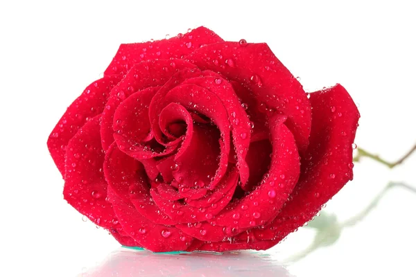 Όμορφο κόκκινο τριαντάφυλλο απομονωμένο σε λευκό — Φωτογραφία Αρχείου