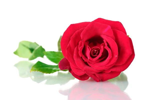 Hermosa rosa roja aislada en blanco —  Fotos de Stock