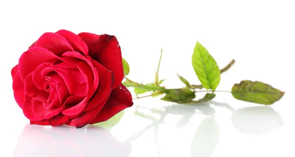 美丽的红玫瑰在白色上与世隔绝 — 图库照片