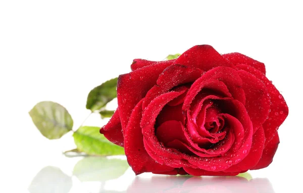Krásná červená růže izolovaná na bílém — Stock fotografie