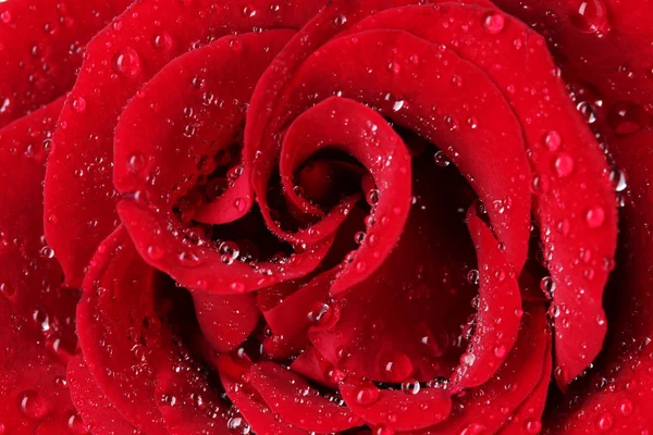 Hermoso rojo rosa primer plano — Foto de Stock