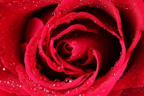 Beautiful red rose closeup — Stock Photo, Image