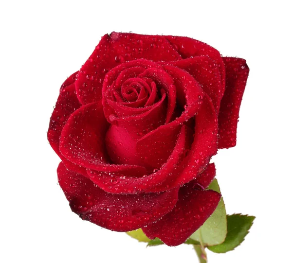 Beautiful red rose isolated on white — Stock Photo, Image