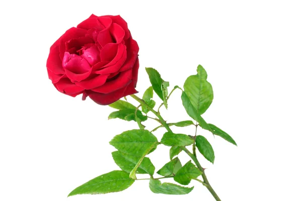 Mooie rode roos geïsoleerd op wit — Stockfoto