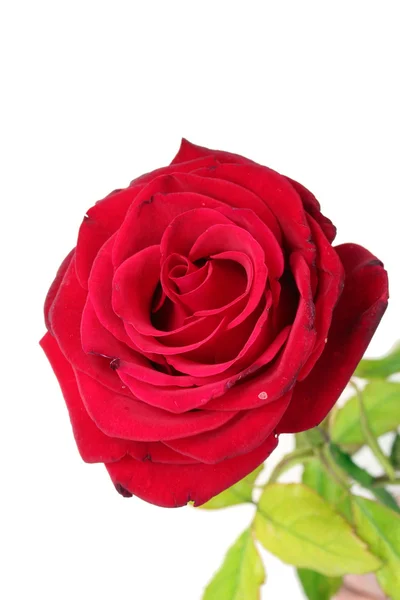 Hermosa rosa roja aislada en blanco — Foto de Stock