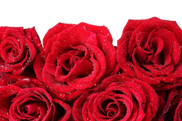 Vackra röda rosor närbild — Stockfoto