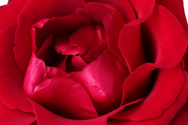 Schöne rote Rose Nahaufnahme — Stockfoto