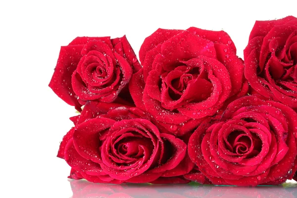Hermosas rosas rojas de primer plano —  Fotos de Stock