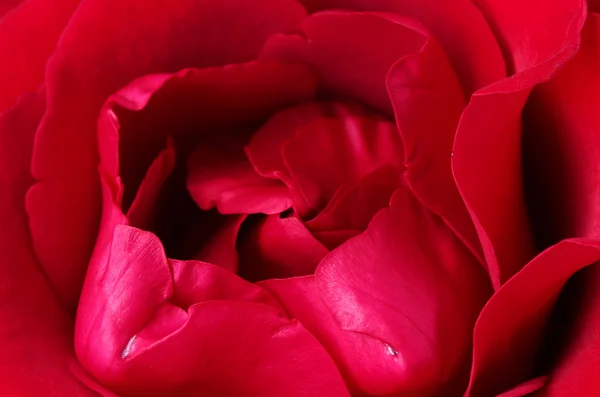 Schöne rote Rose Nahaufnahme — Stockfoto