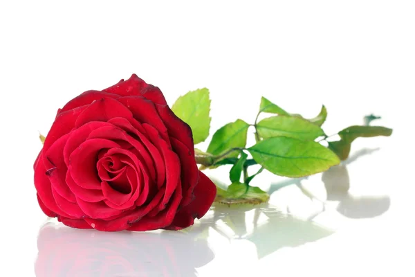 Mooie rode roos geïsoleerd op wit — Stockfoto