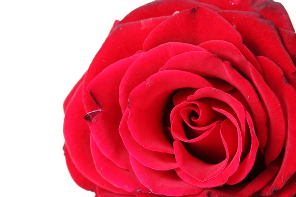 Bella rosa rossa isolata su bianco — Foto Stock