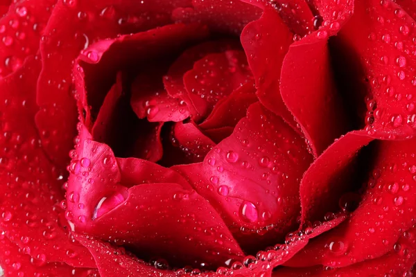 Gyönyörű vörös rózsa közelkép — Stock Fotó