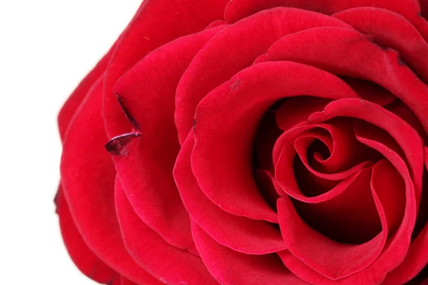 Schöne rote Rose isoliert auf weiß — Stockfoto