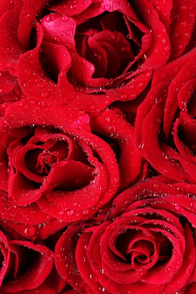 Krásné červené růže detail — Stock fotografie