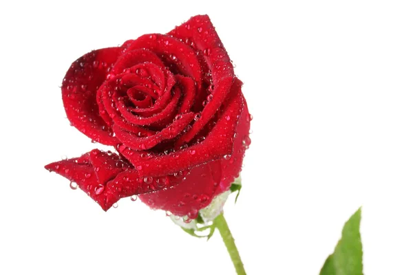 Bela rosa vermelha isolada no branco — Fotografia de Stock