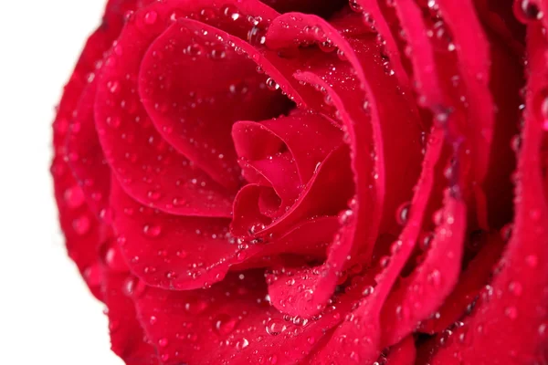 Belle rose rouge isolée sur blanc — Photo