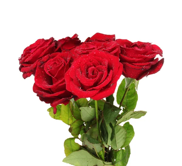 束美丽的红玫瑰在白色隔离 — 图库照片