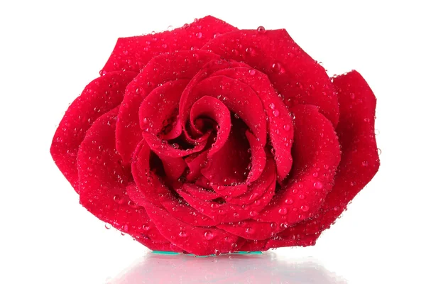 पांढरा वर वेगळे सुंदर लाल गुलाब — स्टॉक फोटो, इमेज